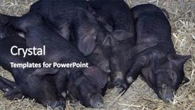  Presentation with pigs - Slide deck featuring sti - young black pigs sleeping background and a tawny brown colored foreground