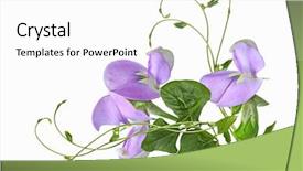  Presentation with teal swirl - PPT theme with stick bean leaves and flower background and a  colored foreground