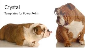  Presentation with english literature vintage - Presentation theme enhanced with stick characters - english bulldog sticking her tongue background and a white colored foreground