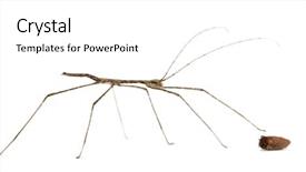  Presentation with insect animation - PPT layouts enhanced with stick insect baby orxine sp background and a white colored foreground