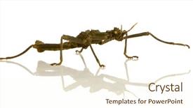  Presentation with invertebrate silverfish insect lepisma saccharina - Presentation theme having stick insect phasmatodea - aretaon asperrimus background and a  colored foreground