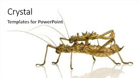  Presentation with insect - Cool new presentation theme with stick insect phasmatodea - aretaon asperrimus backdrop and a white colored foreground