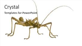  Presentation with insect - PPT theme enhanced with dollar bills fly in flocks background and a sky blue colored foreground.