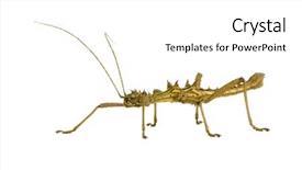  Presentation with insect - Beautiful PPT theme featuring stick insect phasmatodea - aretaon asperrimus backdrop and a  colored foreground