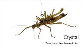  Presentation with insect - Presentation theme with stick insect phasmatodea - aretaon asperrimus background and a white colored foreground