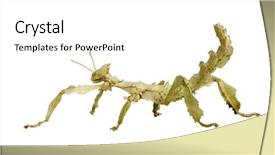  Presentation with insect - Presentation having stick insect phasmatodea - extatosoma tiaratum background and a white colored foreground