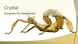  Presentation with insect - Slides consisting of stick insect phasmatodea - extatosoma tiaratum background and a cream colored foreground