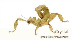  Presentation with insect - Presentation theme enhanced with stick insect phasmatodea - extatosoma tiaratum background and a cream colored foreground