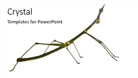  Presentation with insect - Amazing PPT theme having stick insect phasmatodea - oreophoetes peruana backdrop and a white colored foreground