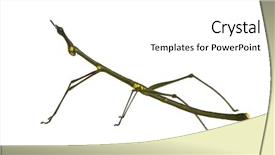  Presentation with insect - Slides consisting of stick insect phasmatodea - oreophoetes peruana background and a white colored foreground