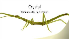 Presentation with insect - Cool new PPT theme with stick insect phasmatodea - pharnacia ponderasa backdrop and a cream colored foreground