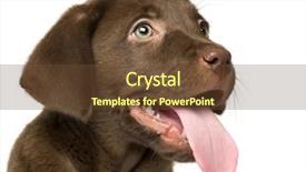  Presentation with puppy - Presentation design having stick people - close-up of a labrador retriever background and a tawny brown colored foreground