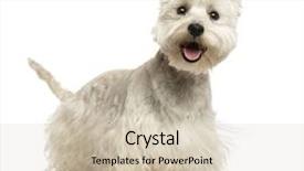  Presentation with old west - Colorful PPT layouts enhanced with stick people - west highland white terrier panting backdrop and a soft green colored foreground