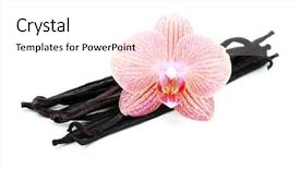  Presentation with vanilla - PPT layouts featuring sticks with beauty orchid flower background and a  colored foreground