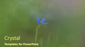  Presentation with blue flower - PPT theme enhanced with stiff-blue-eyed-grass-flower background and a tawny brown colored foreground