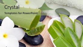  Presentation with aloe vera - Amazing theme having still life of aloe vera backdrop and a mint green colored foreground