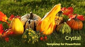  Presentation with thanksgiving - Theme having still life of pumpkins for thanksgiving background and a tawny brown colored foreground