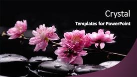  Presentation with cherry blossom - PPT theme featuring still-life-of-with-cherry background and a black colored foreground