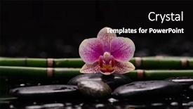  Presentation with bamboo flower - Presentation theme having still-life-of-with-orchid background and a black colored foreground