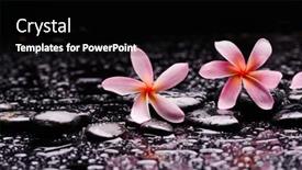  Presentation with zen stones - Theme consisting of still-life-of-with-pink background and a black colored foreground