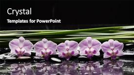  Presentation with pink black - PPT theme featuring still-life-of-with-pink background and a black colored foreground