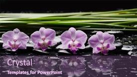  Presentation with zen stones - Slide set featuring still-life-of-with-purple background and a tawny brown colored foreground