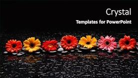  Presentation with colorful flower - Presentation design having still-life-of-with-row background and a black colored foreground