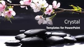  Presentation with cherry blossom - Presentation theme consisting of still-life-of-with-set background and a dark gray colored foreground
