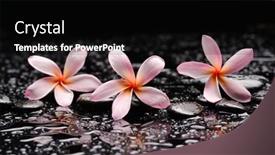  Presentation with zen - Cool new theme with still-life-of-with-three backdrop and a black colored foreground