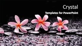  Presentation with pink black - Presentation theme having still-life-of-with-three background and a black colored foreground