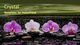  Presentation with pink white - PPT theme with still-life-of-with-three background and a tawny brown colored foreground