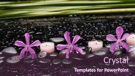  Presentation with pink black - Slides consisting of still-life-of-with-three background and a tawny brown colored foreground