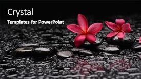  Presentation with zen - Slide deck featuring still-life-of-with-two background and a black colored foreground