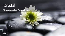  Presentation with life insurance concept white - Presentation enhanced with still life white chamomiles background and a dark gray colored foreground