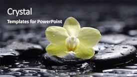  Presentation with orchid - Beautiful PPT theme featuring still life with beautiful orchid with stones on wet background backdrop and a dark gray colored foreground