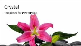  Presentation with lily flower - PPT theme having still life with black and red lily flower background and a white colored foreground
