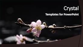  Presentation with sakura - Slides enhanced with closeup of iced coffee with milk and caramel top view background texture and wallpaper background and a tawny brown colored foreground