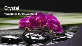  Presentation with green life - Beautiful theme featuring still-life-with-branch-red backdrop and a black colored foreground