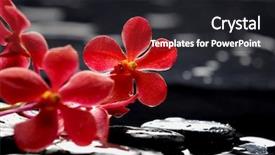  Presentation with orchids orchid red orchid orchid - Cool new presentation with still life with branch red backdrop and a dark gray colored foreground