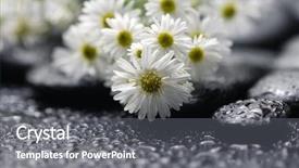  Presentation with water life - Theme consisting of still life with branch spring background and a gray colored foreground