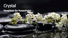  Presentation with water life - Cool new PPT layouts with still life with branch spring plum flower on stone in water drops backdrop and a black colored foreground