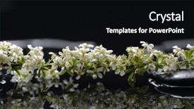  Presentation with water life - Colorful presentation theme enhanced with still life with branch spring plum flower on stone in water drops backdrop and a black colored foreground