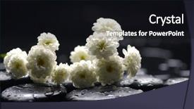  Presentation with water life - Slide set enhanced with still life with branch spring plum flower on stone in water drops background and a black colored foreground