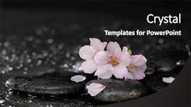  Presentation with cherry blossom - Cool new slide deck with still life with cherry blossom sakura flowers on pebbles backdrop and a black colored foreground