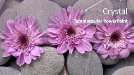  Presentation with daisy - Beautiful slides featuring still-life-with-daisy backdrop and a coral colored foreground