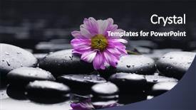  Presentation with zen - PPT theme enhanced with still life with gerber flower on zen pebbles background and a dark gray colored foreground