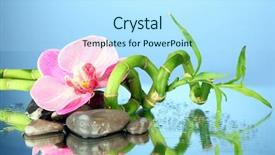  Presentation with green life - Colorful presentation theme enhanced with still life with green bamboo backdrop and a arctic colored foreground