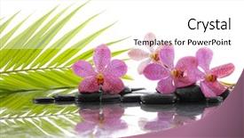  Presentation with green life - Presentation design enhanced with still life with green palm background and a white colored foreground