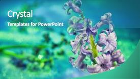  Presentation with gentle - Presentation theme having still life with hyacinth flower in gentle turquoise colors and magic bokeh background and a teal colored foreground