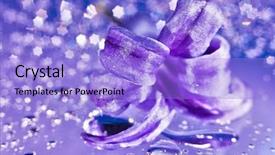  Presentation with water life - Amazing slide set having still life with hyacinth flower backdrop and a light blue colored foreground